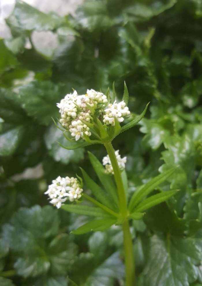 Galium elongatum