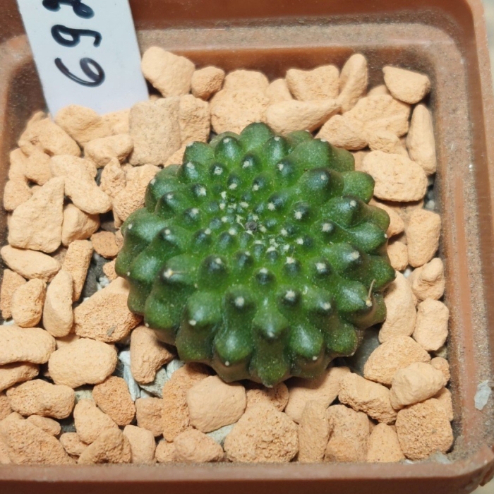 Euphorbia gymnocalycioides