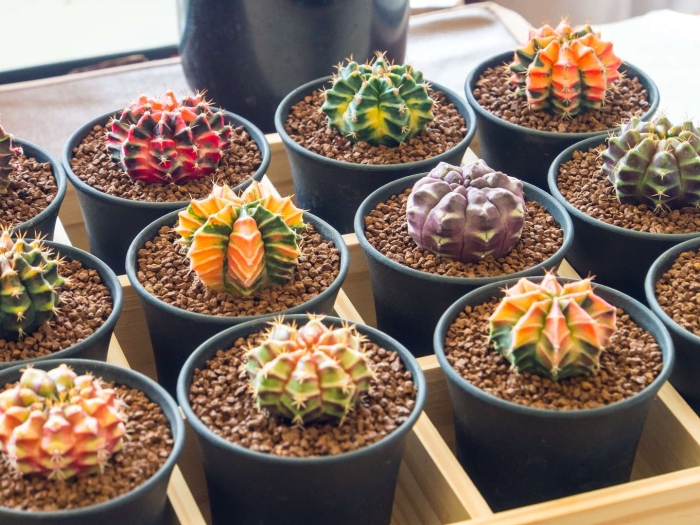 Гимнокалициум михановича вариегата