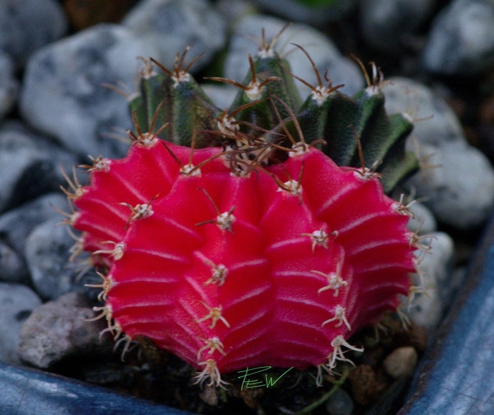 Gymnocalycium mihanovichii