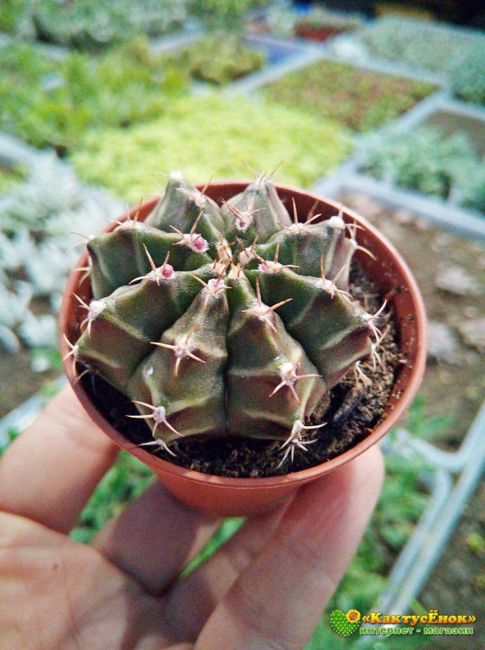 Кактус гимнокалициум фридриха