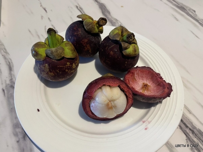 Мангустин дерево