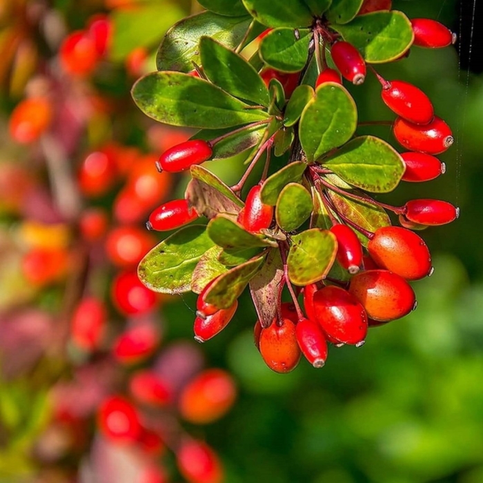 Барбарис обыкновенный куст