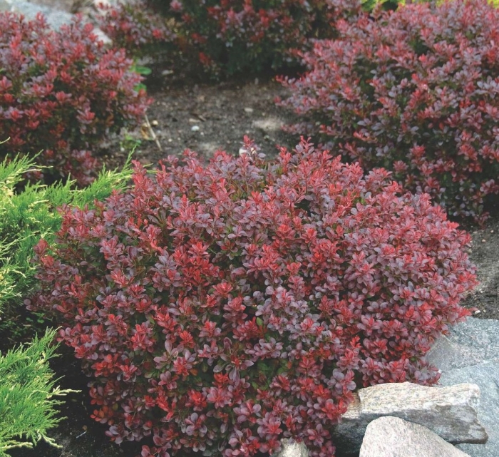 Барбарис тунберга aтропурпурея