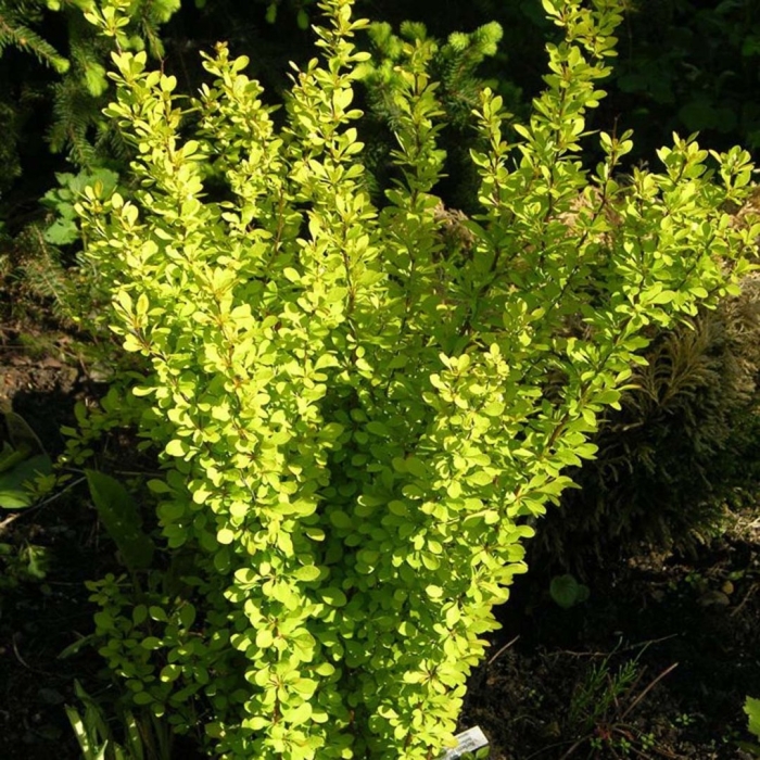 Барбарис тунберга мария