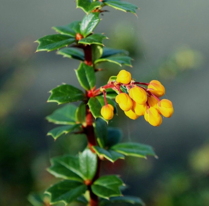 Барбарис монетчатый