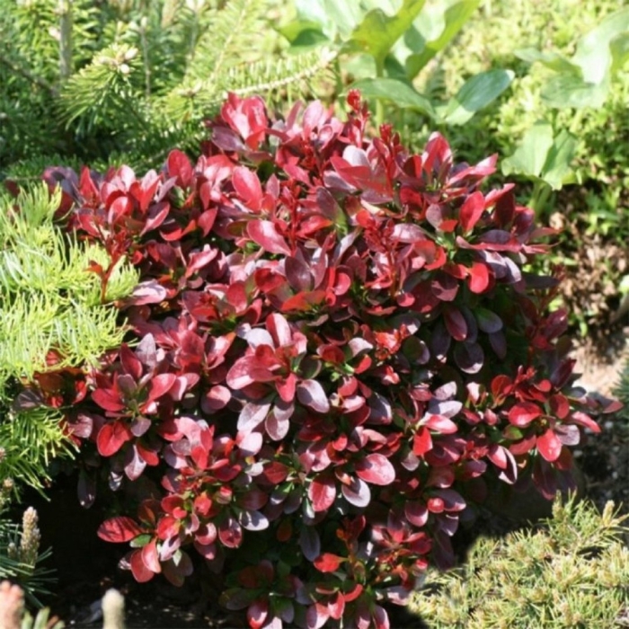 Барбарис тунберга багатель