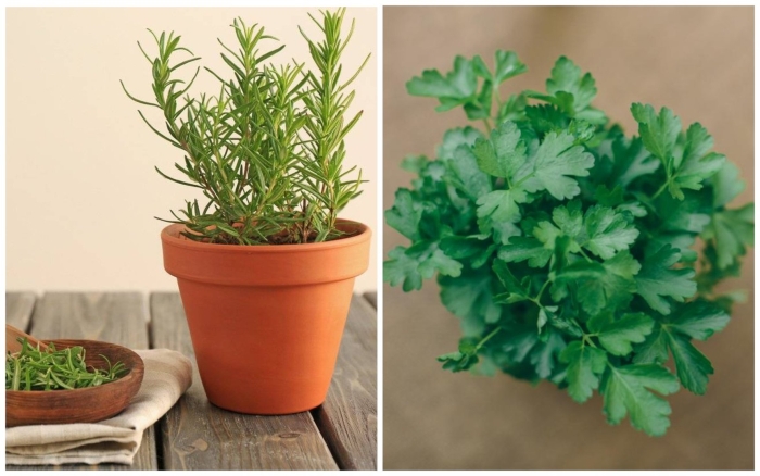 Петрушка листовая риалто