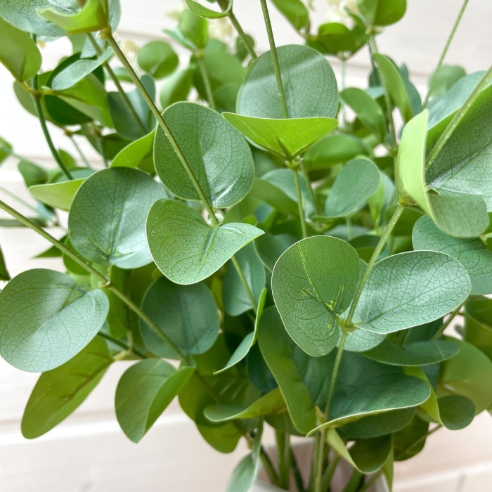 Эвкалипт зелень