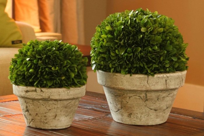 Мирт самшит