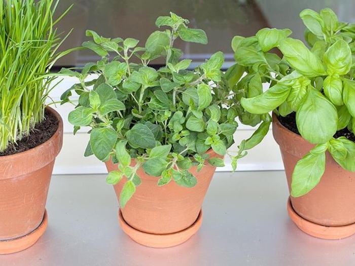 Мята базилик мелисса горшочке