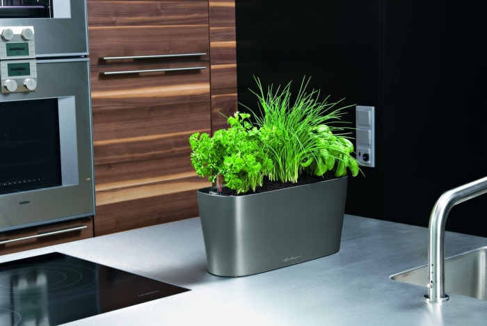 Растения на кухне