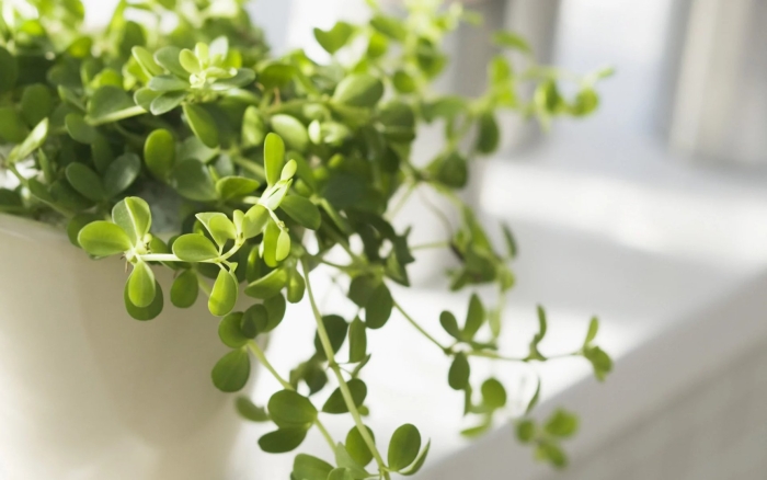 Нут микрозелень