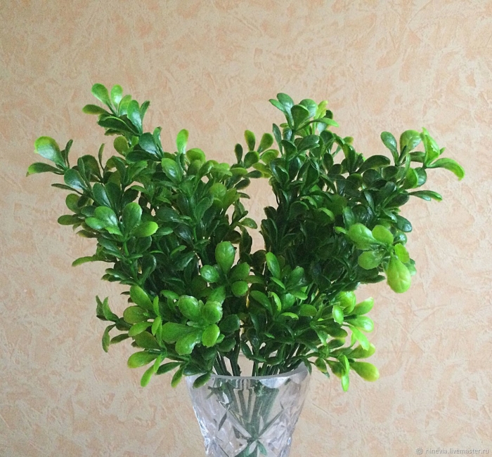 Самшит гарланда