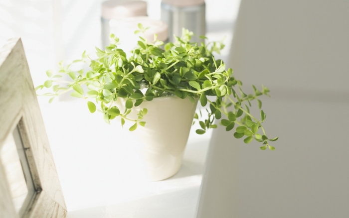 Комнатные растения на подоконнике