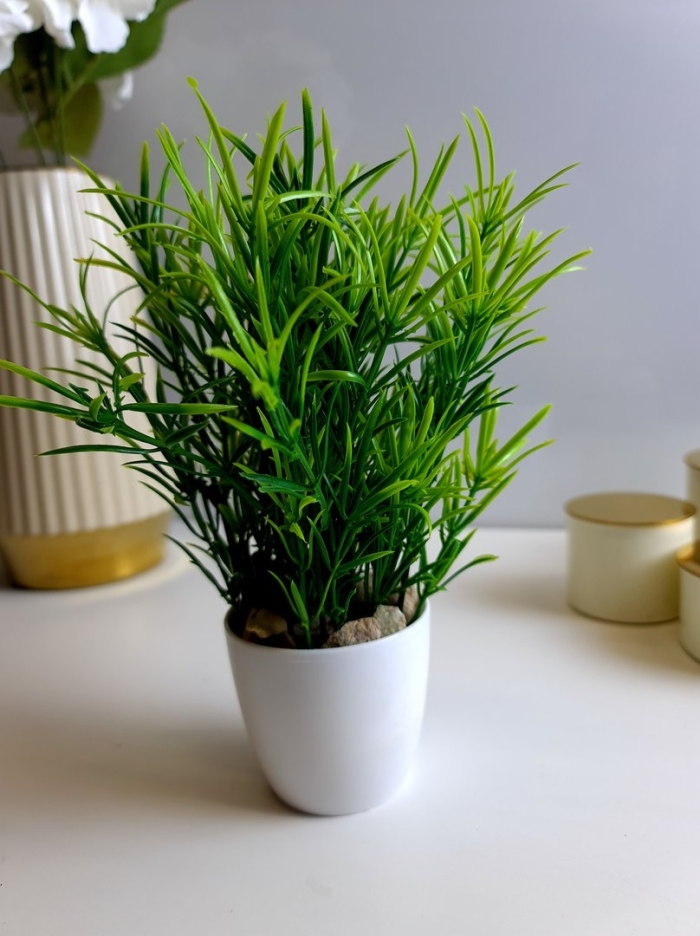 Комнатная травка цветок в горшке