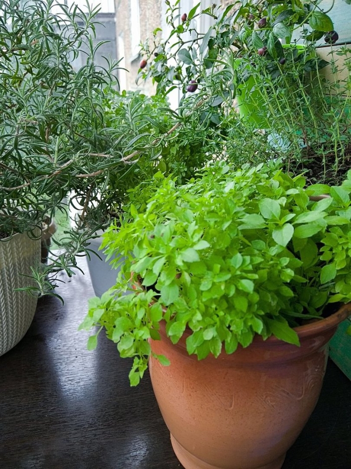 Базилик туласи в горшке