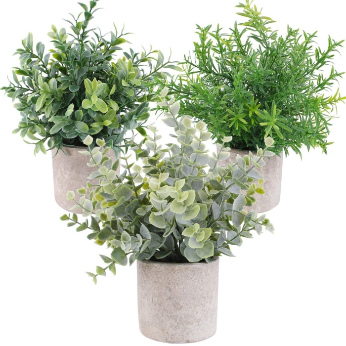 Эвкалипт в кашпо