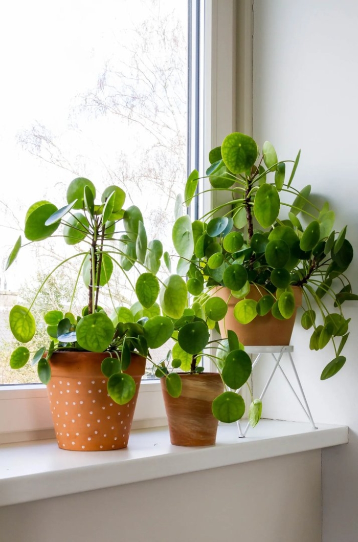 Pilea peperomioides