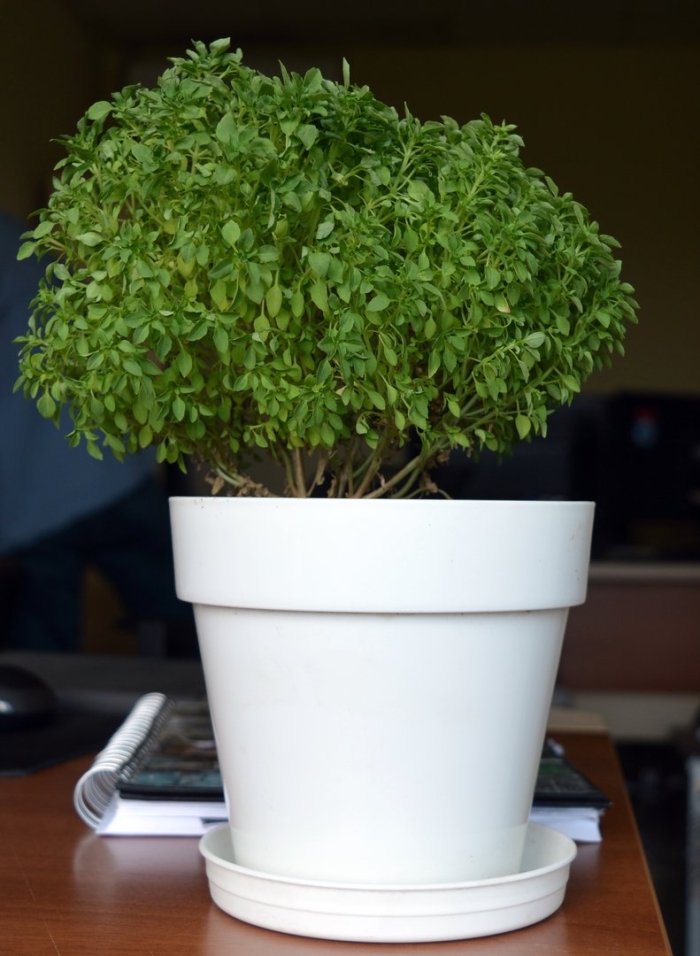 Растение комнатное