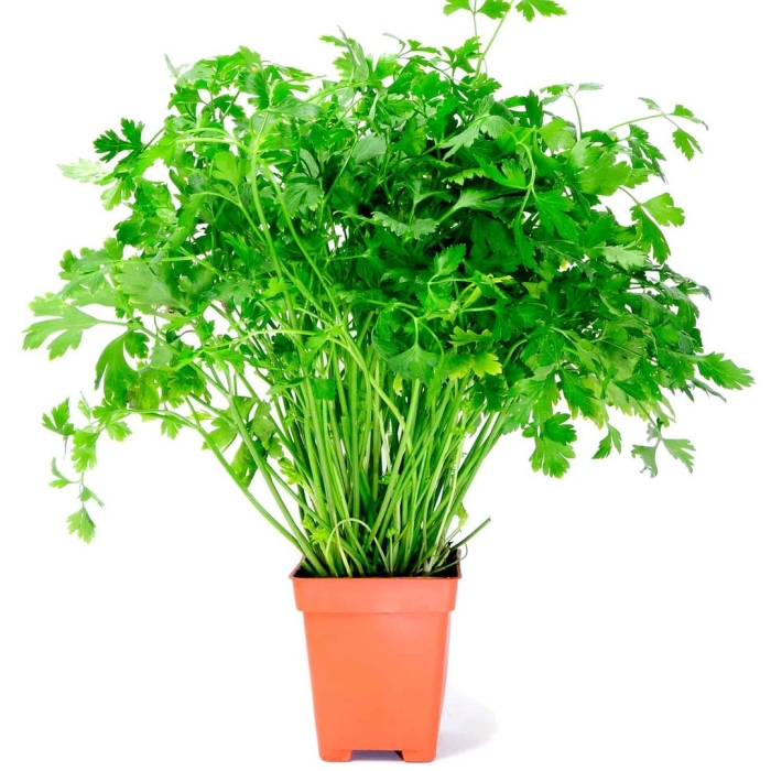 Микрозелень петрушка