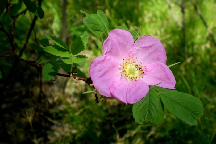 Шиповник майский (rosa majalis)