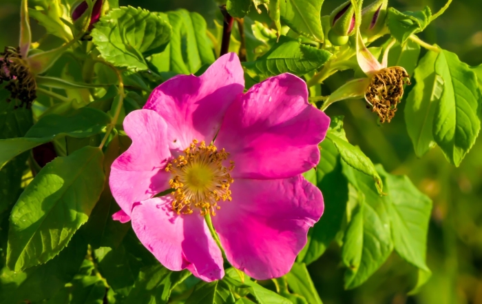 Шиповник куст