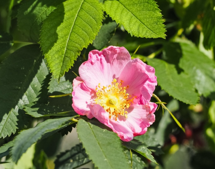 Шиповник собачий (rosa canina)