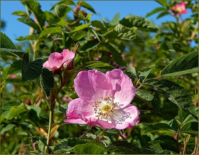 Шиповник воронцовский куст
