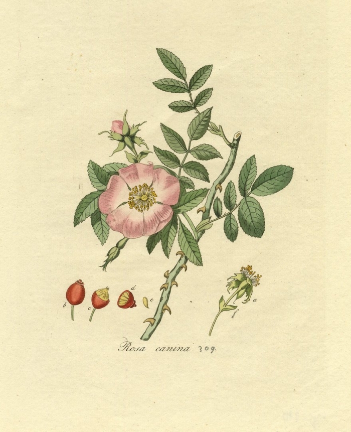 Роза даурская шиповник даурский