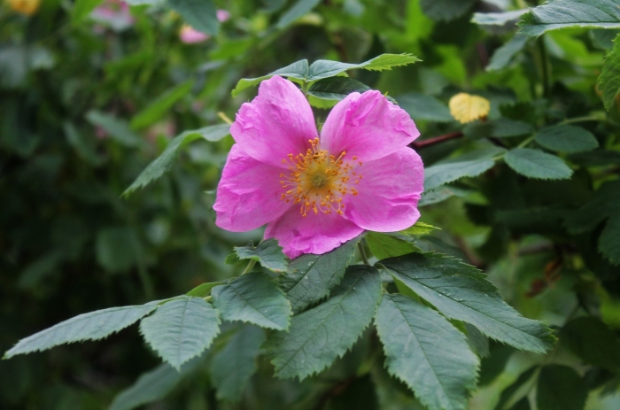 Шиповник (роза) иглистая