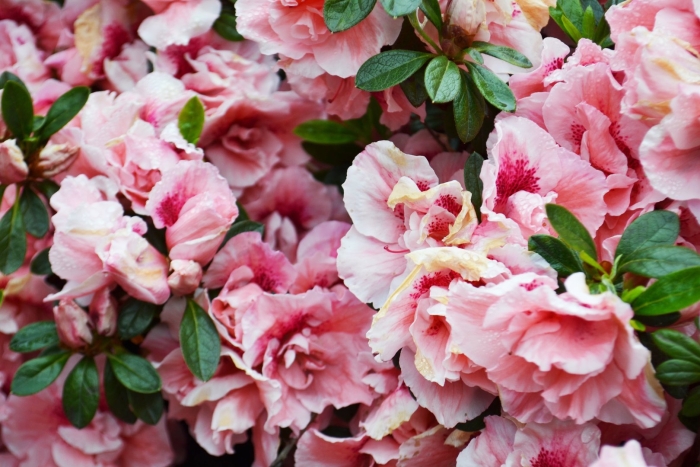 Куст с розовыми цветами