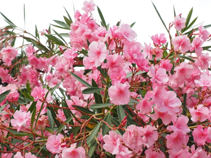 Олеандр обыкновенный