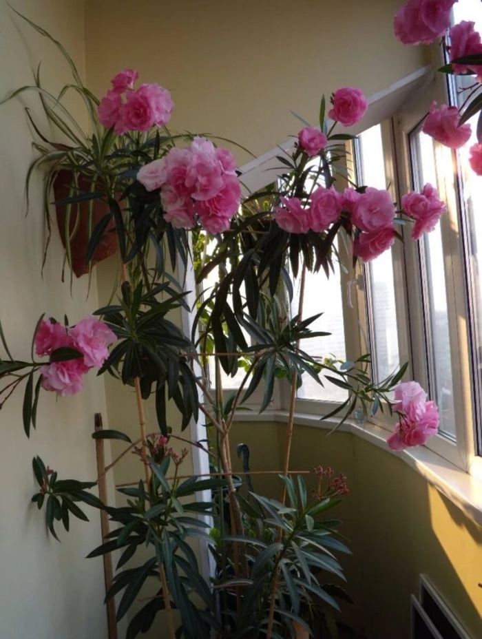 Цветок олеандр