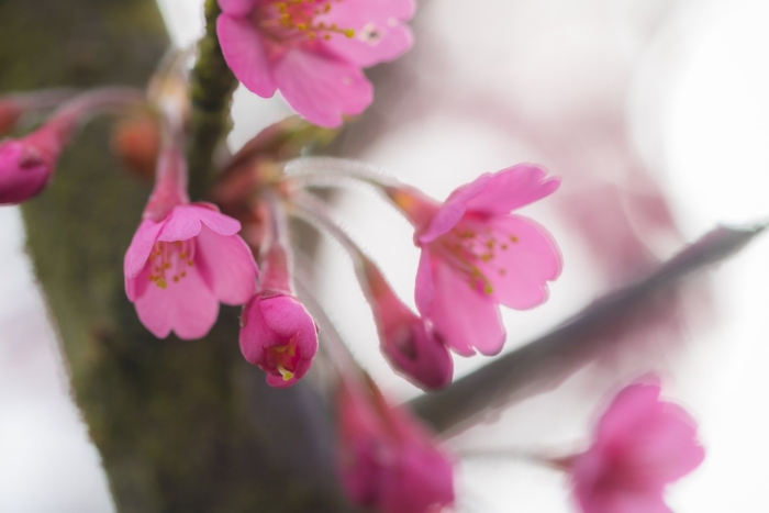 Сакура пинк