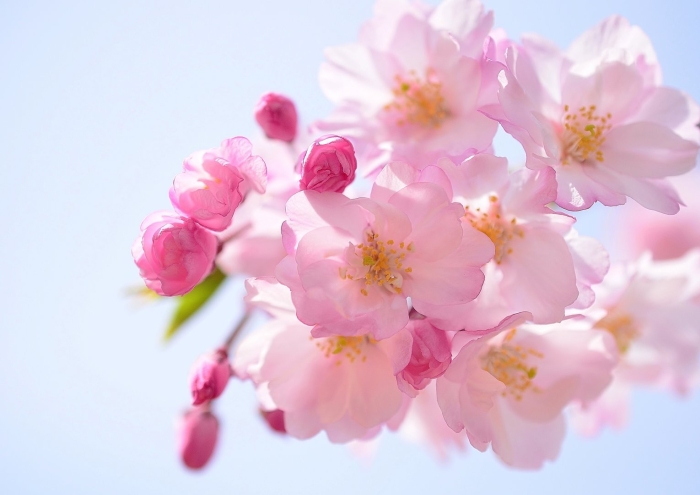 Черри блоссом цветок