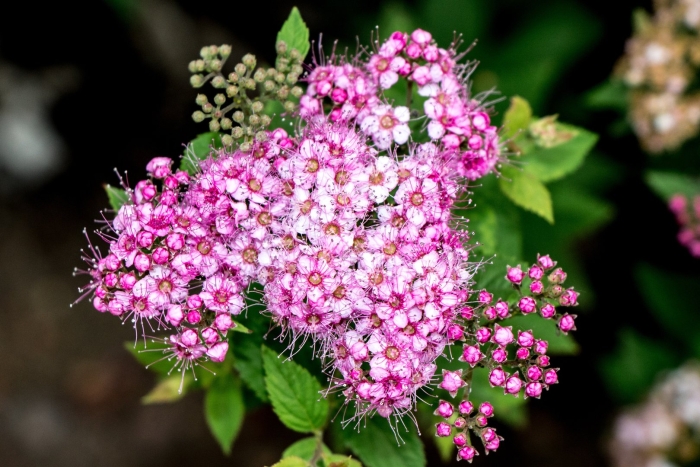 Спирея бумальда spiraea bumalda