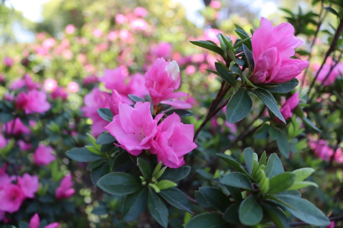 Азалия рододендрон