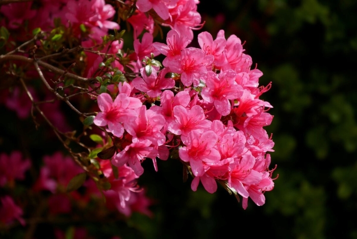 Рододендроны азалия олеандр