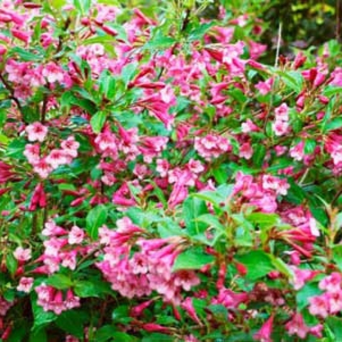 Вейгела густав малер