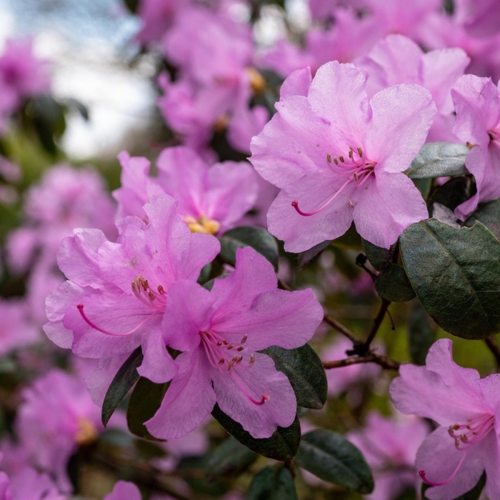 Рододендрон ледебура цветение