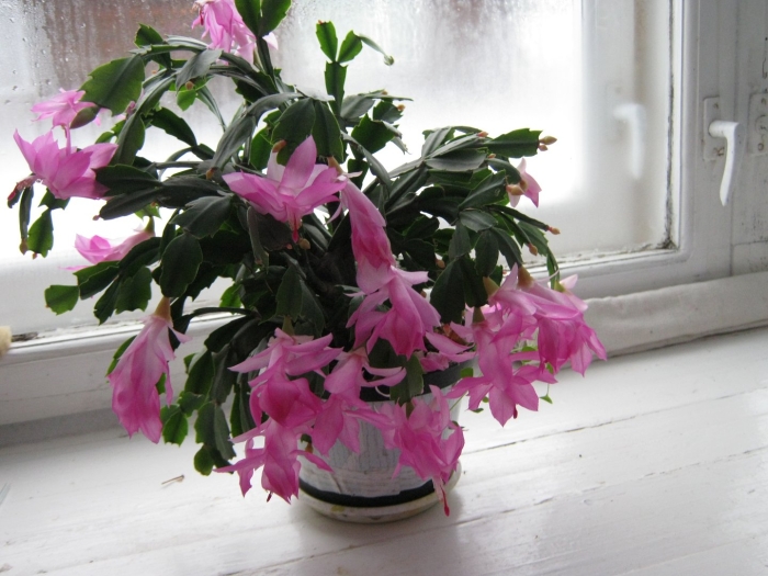 Шлюмбергера декабрист зигокактус