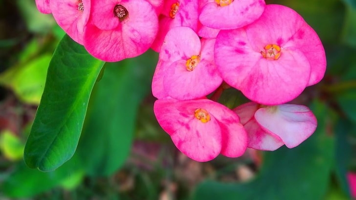 Эуфорбия молочай миля