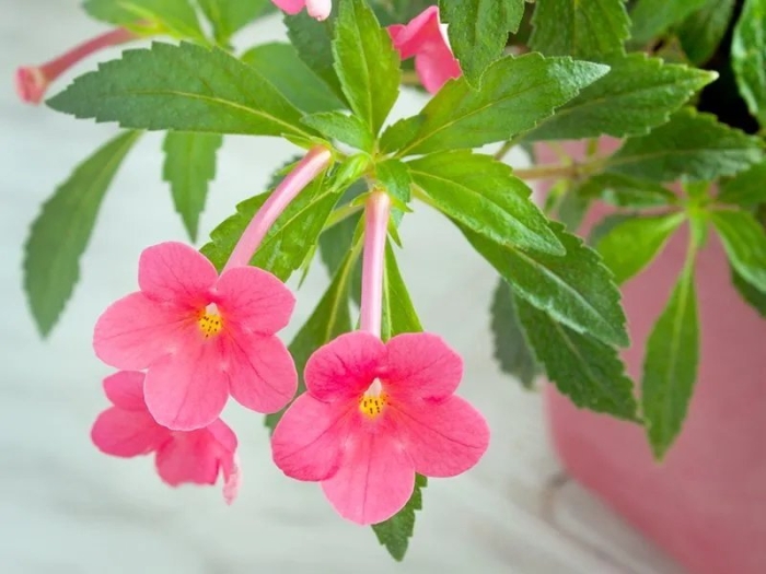 Ахименес цветок комнатный