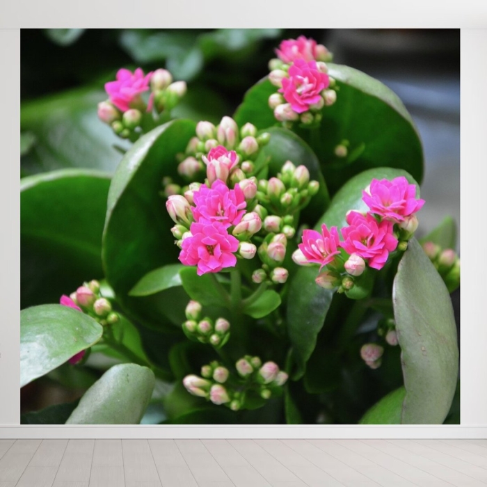 Блоссфельда каланхоэ