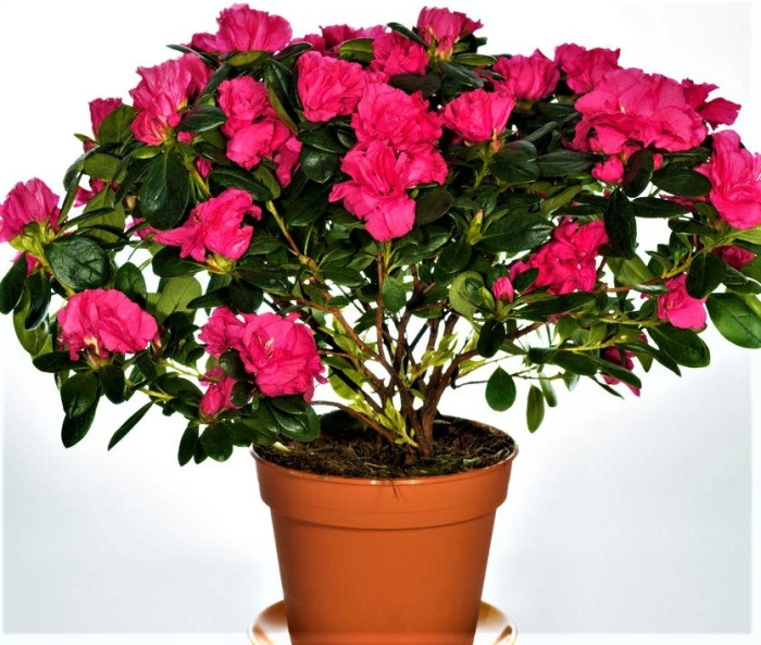 Азалия индика красная