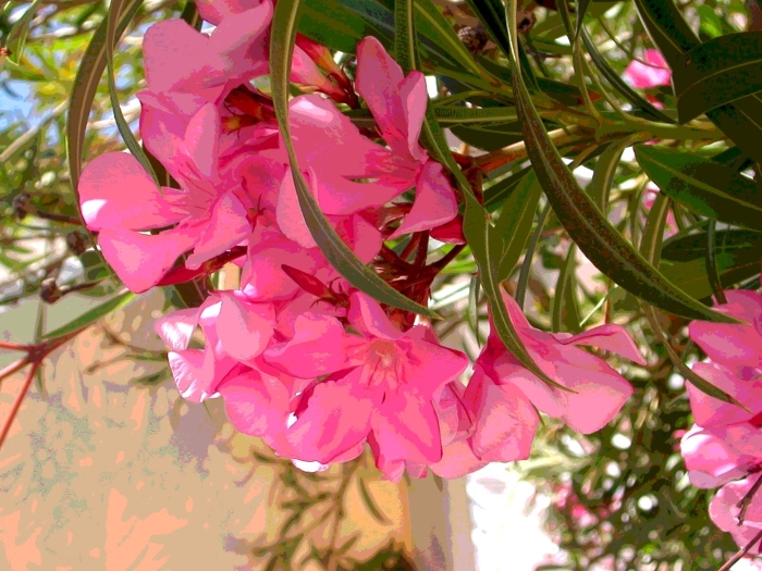 Олеандр nerium