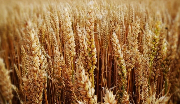 Колос пшеница