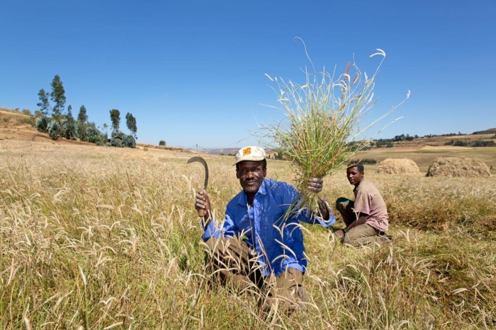 Сельское хозяйство эфиопии