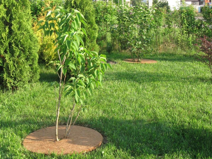 Круг приствольный мульчаграм